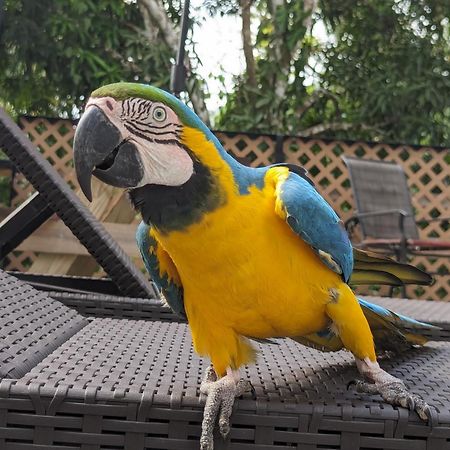 Rainforest Lodge Del Rio Portobelo Kültér fotó