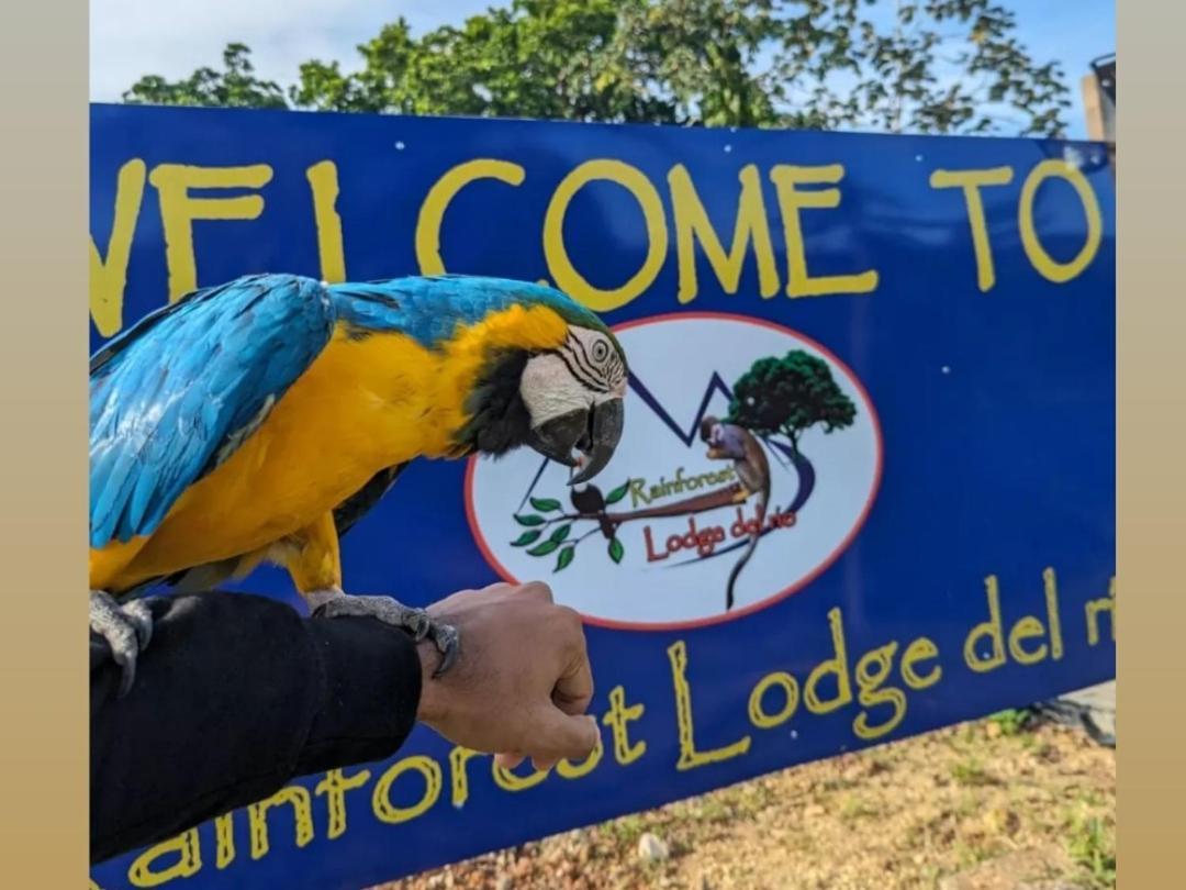 Rainforest Lodge Del Rio Portobelo Kültér fotó