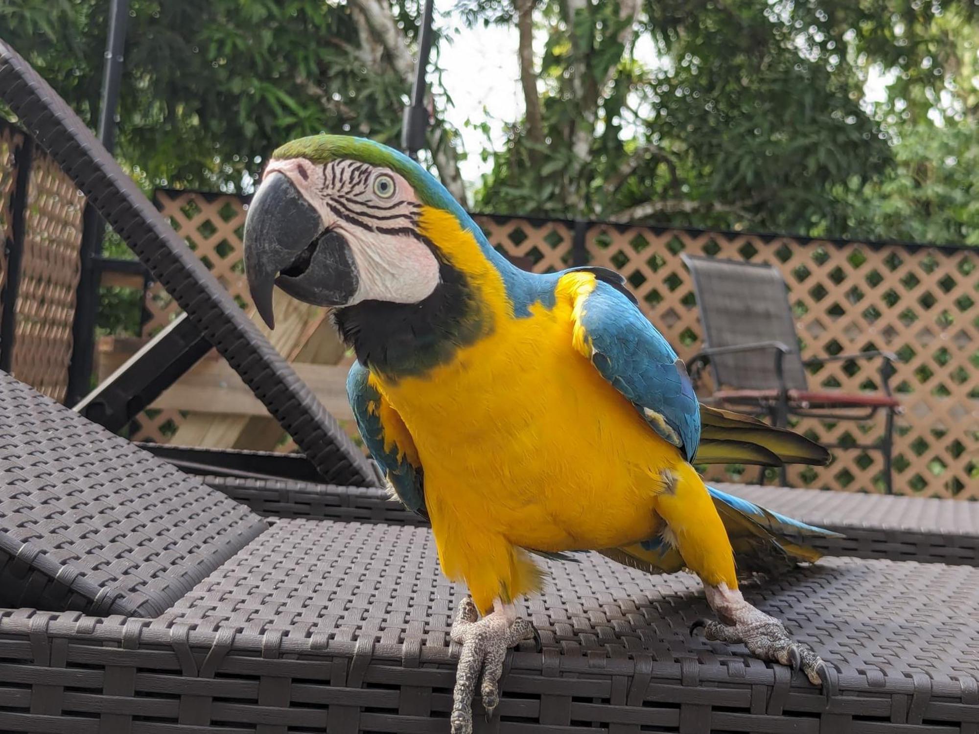 Rainforest Lodge Del Rio Portobelo Kültér fotó